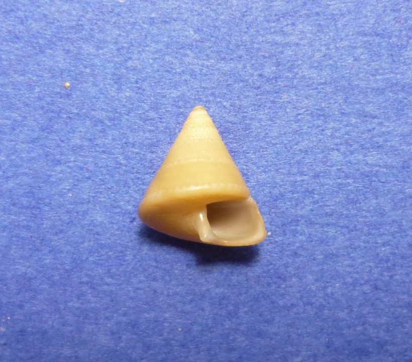 Calliostoma...?